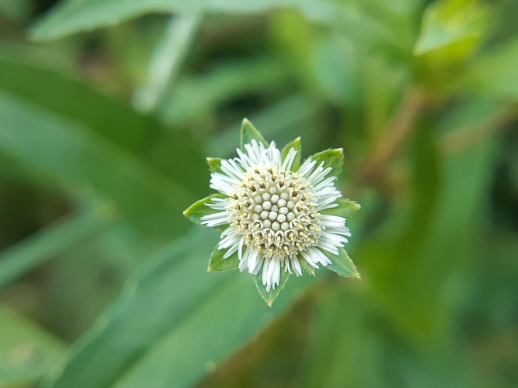 Photo herbal dietary supplements
