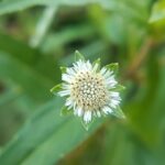 Photo herbal dietary supplements